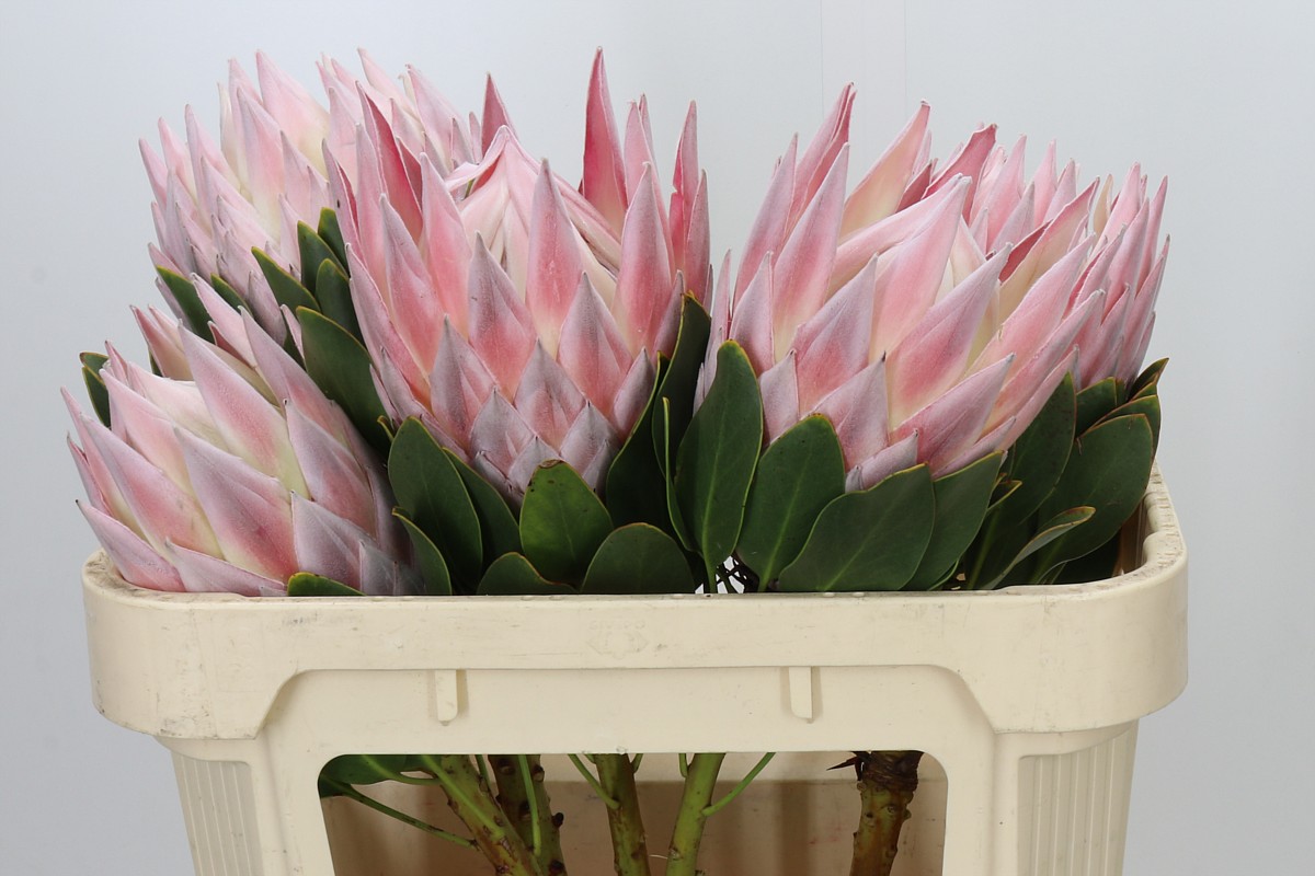 Protea Grande