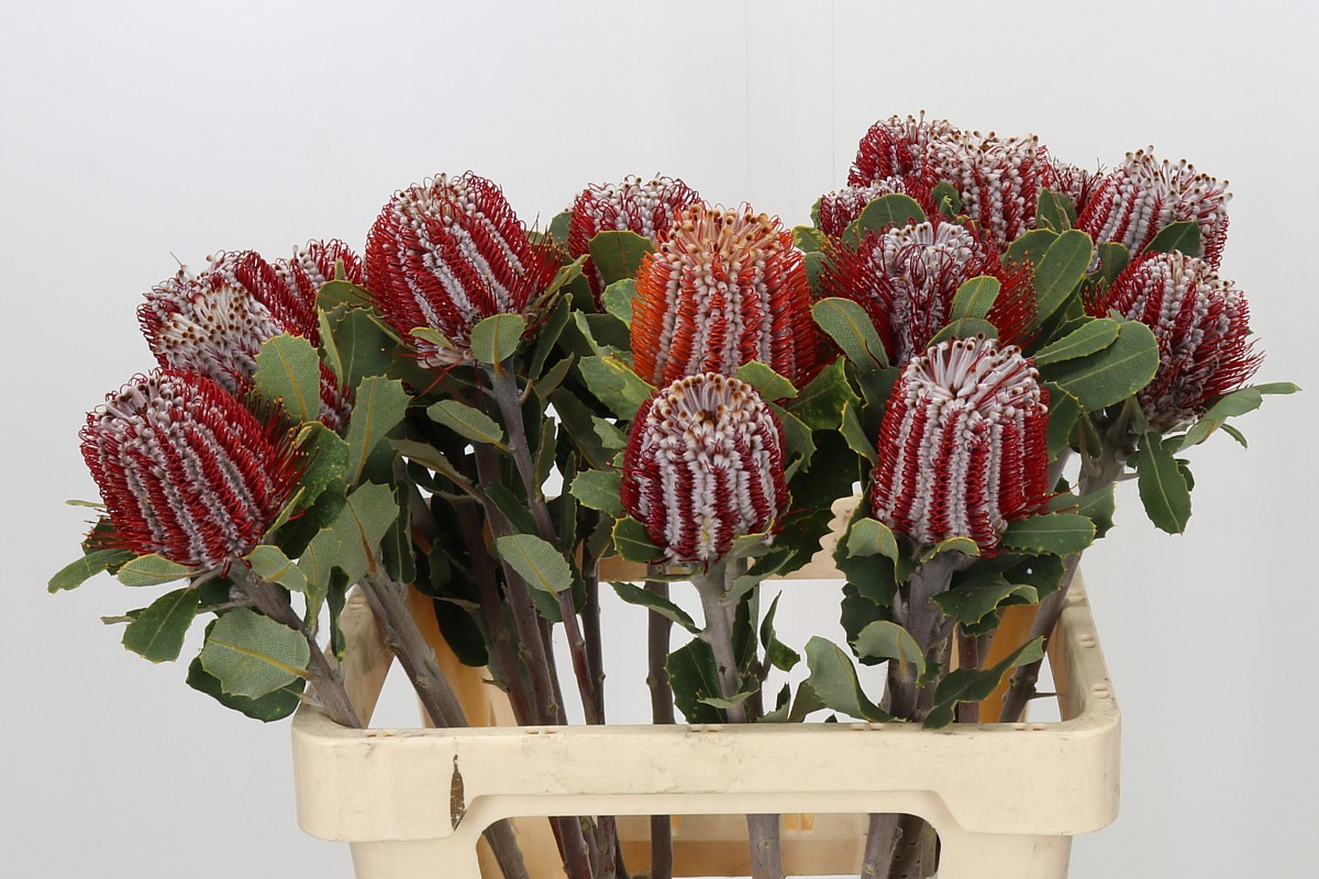 Banksia Coccinea 60cm