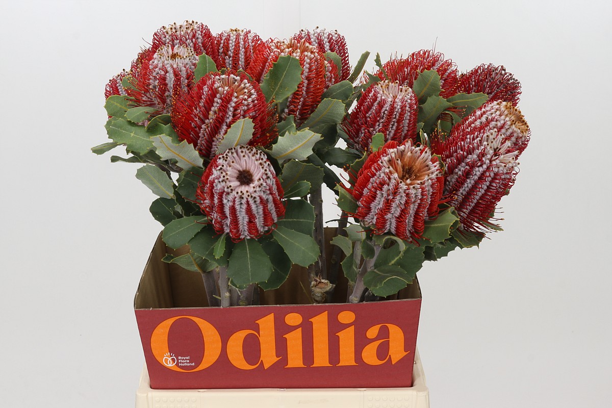 Banksia Coccinea 50cm
