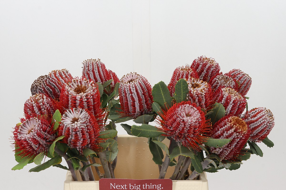 Banksia Coccinea 40cm