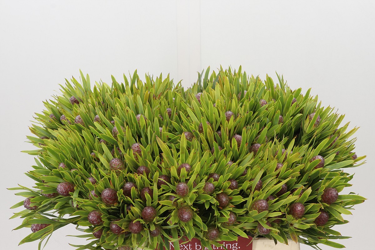 Leucadendron 40cm