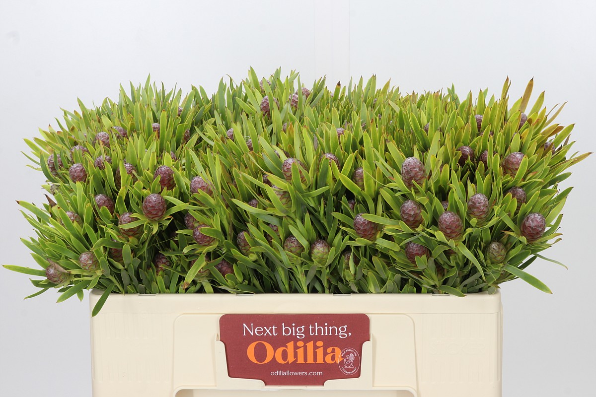 Leucadendron 50cm