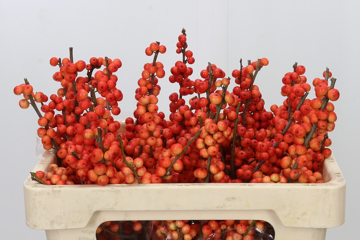 Ilex Ve Oudij Orange
