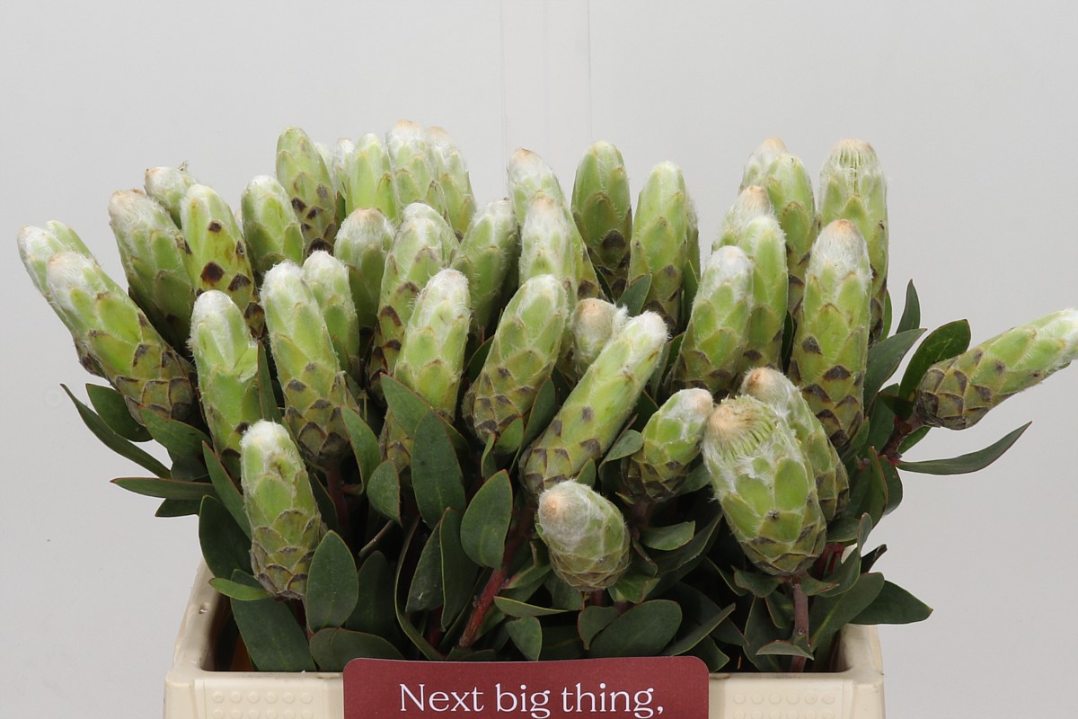 Protea L Lady White 40cm