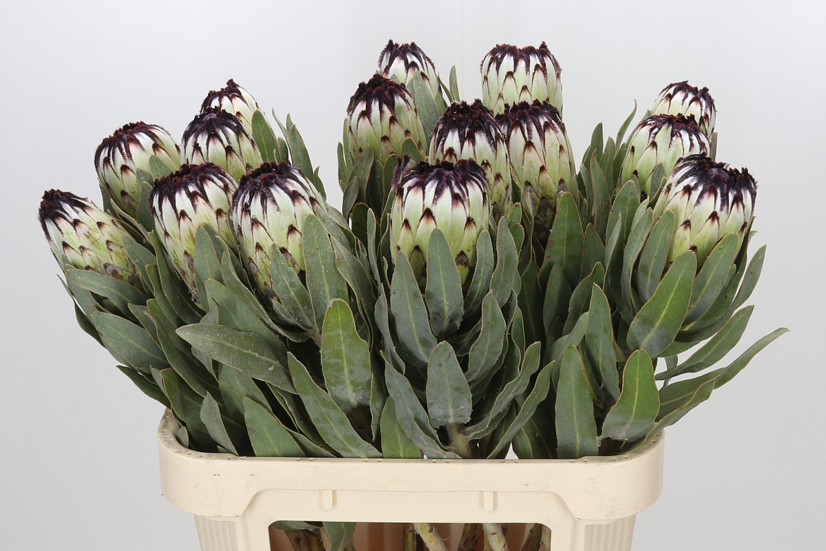 Protea Barb Niobe 80cm