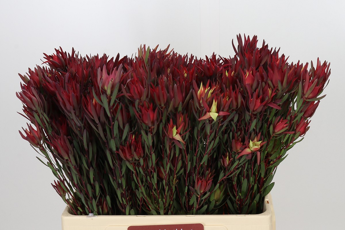 Leucadendron Sal Blush 60cm