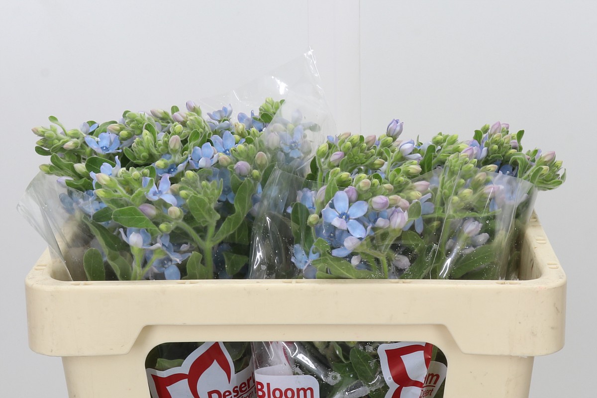 Oxypetalum Coeruleum 50cm