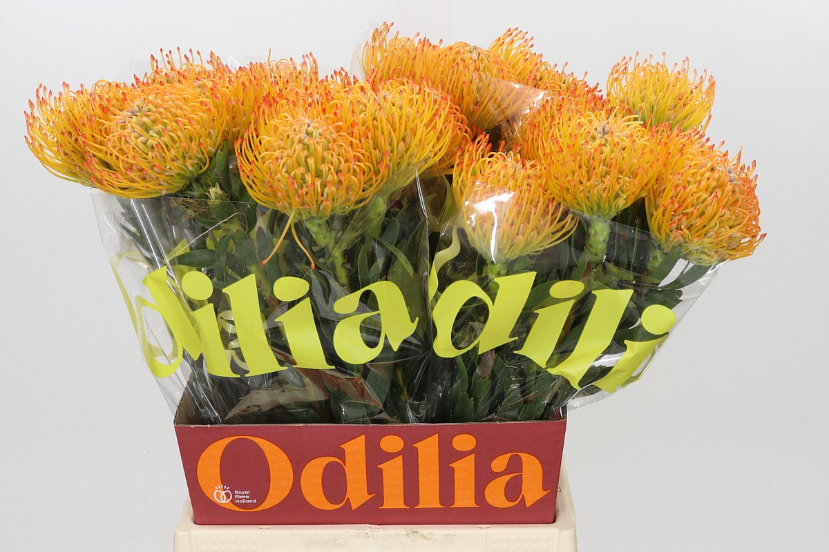 Leucospermum Ayoba Sun 50cm