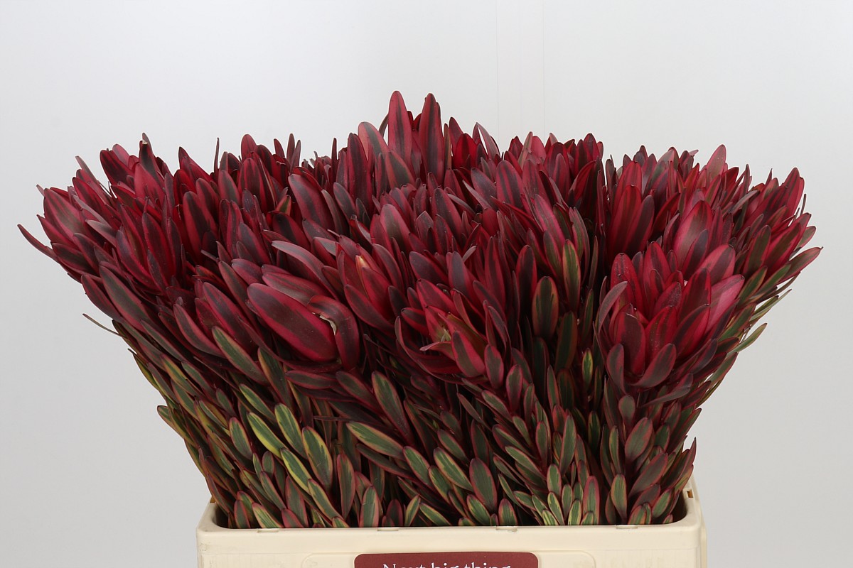 Leucadendron Jester 60cm