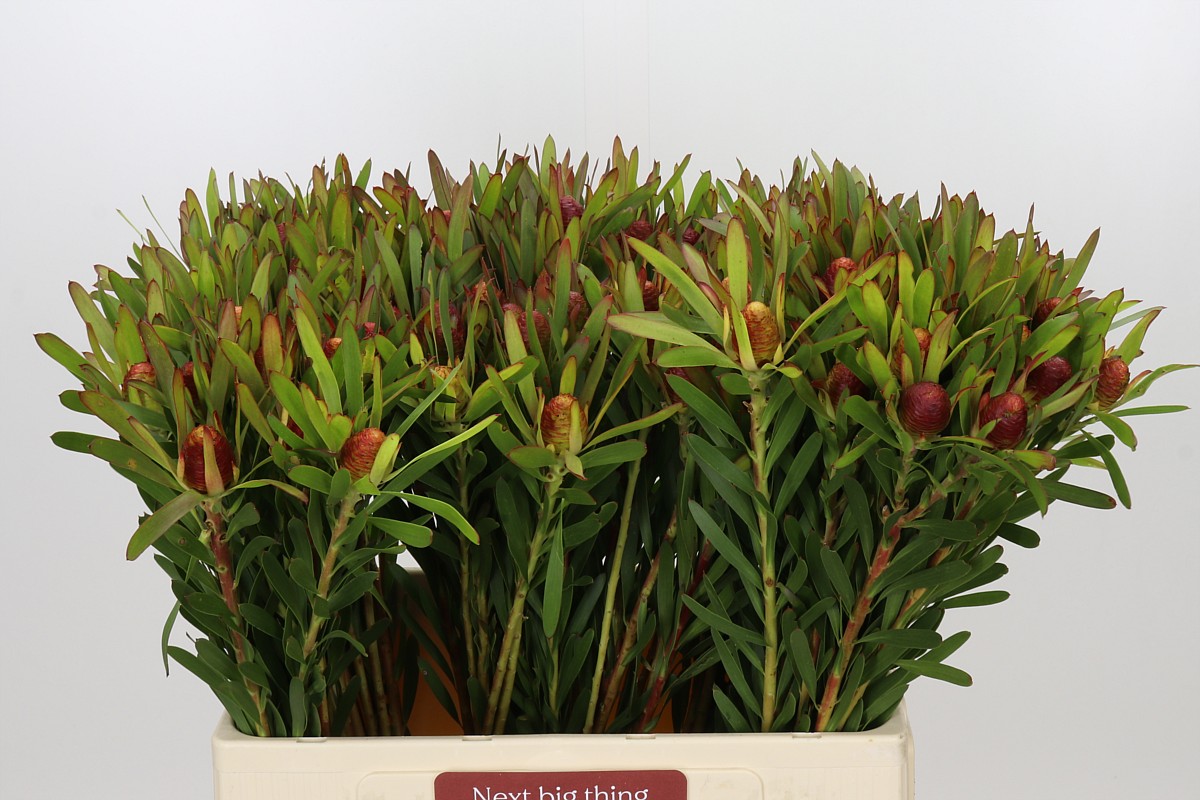 Leucad Ayoba Ch Pear 60cm