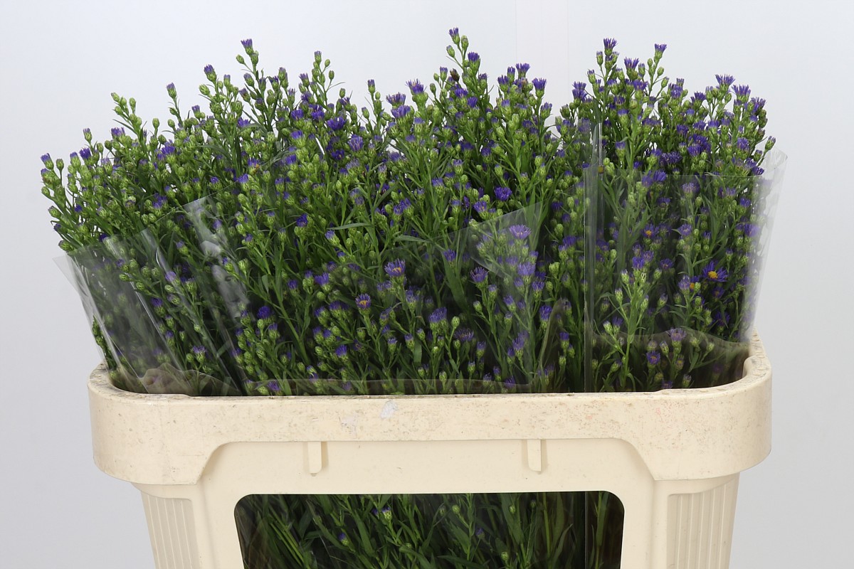 Aster Casamare 70cm 25gram