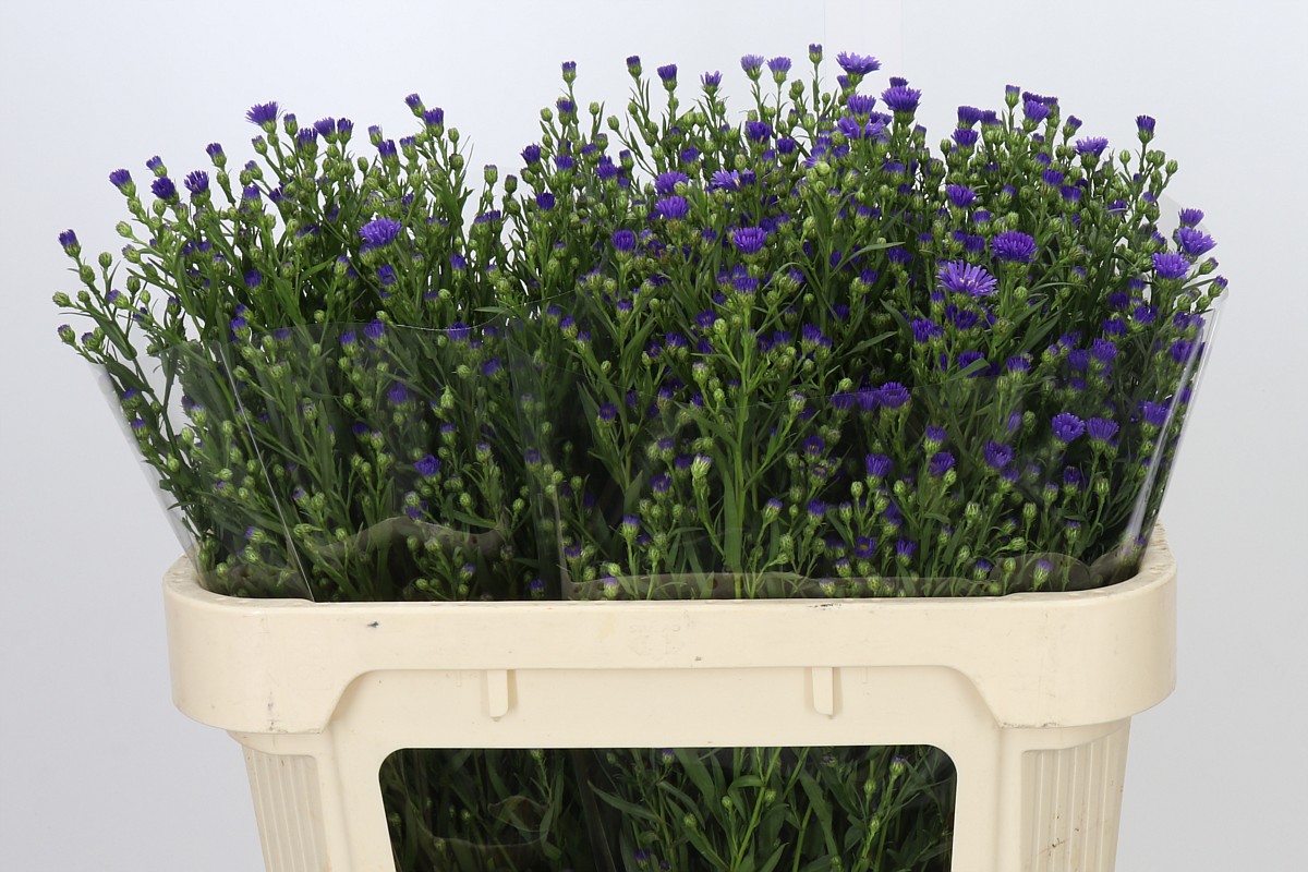 Aster Casamare 70cm 40gram