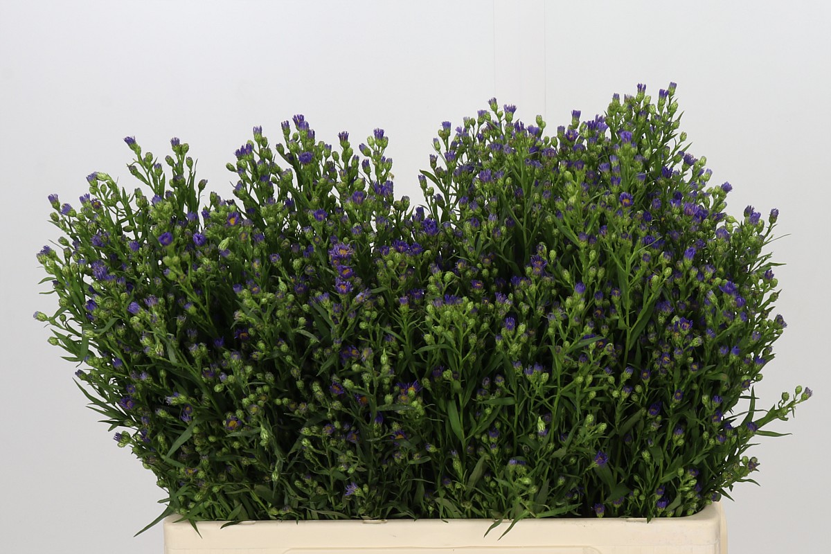 Aster Casamare 60cm 10gram