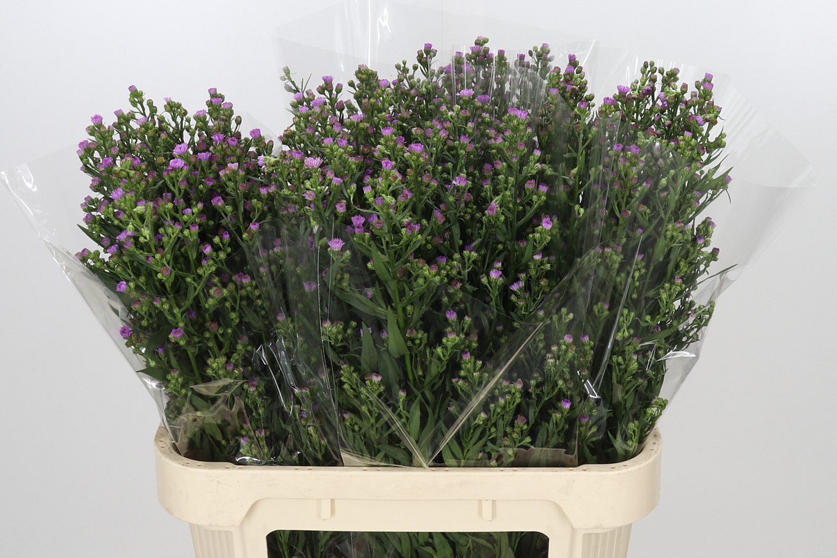 Aster Painted Lady 80cm 30gram