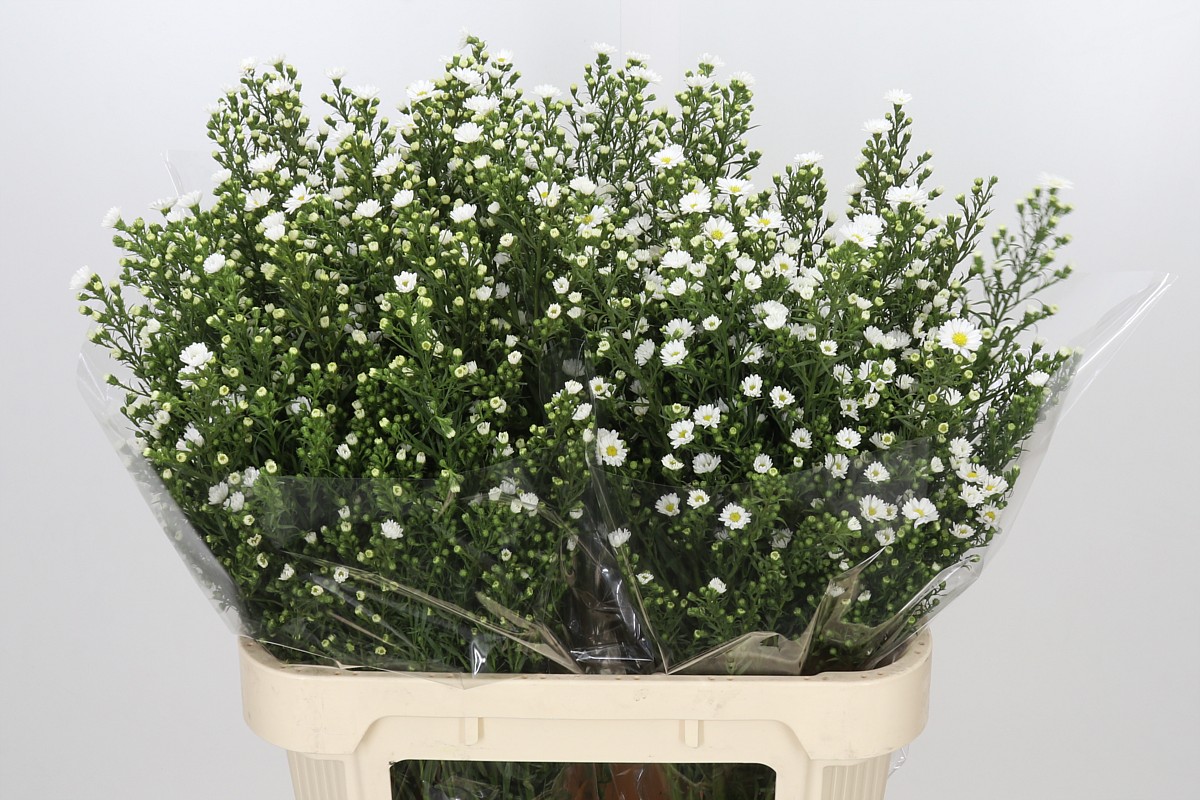 Aster Paquita 80cm 40gram