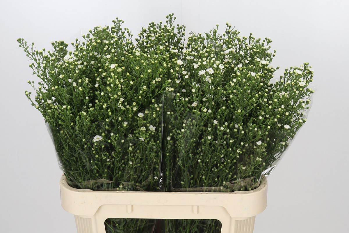 Aster Paquita 80cm 30gram