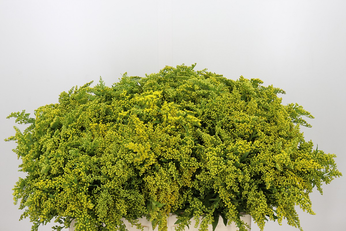 Solidago Golden Glory 60cm 20gram