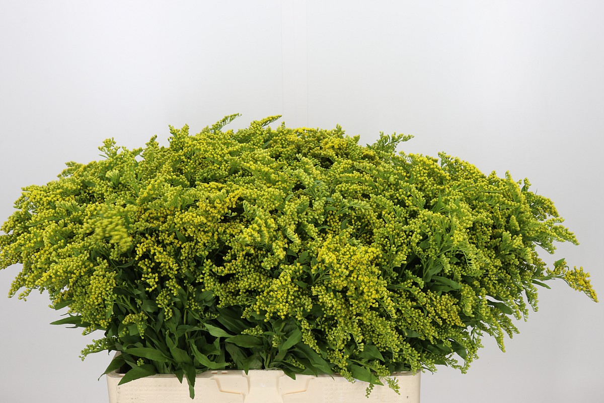 Solidago Golden Glory 60cm 15gram