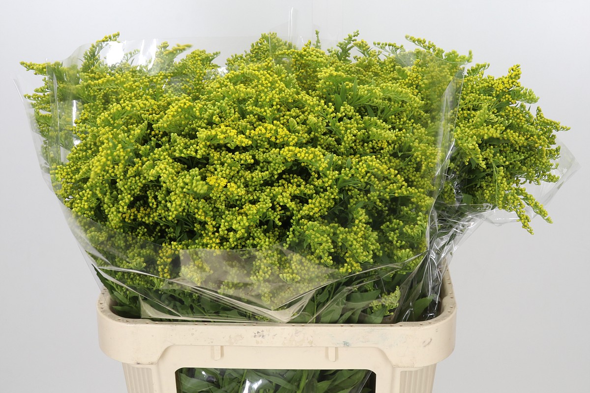Solidago Golden Glory 80cm 50gram