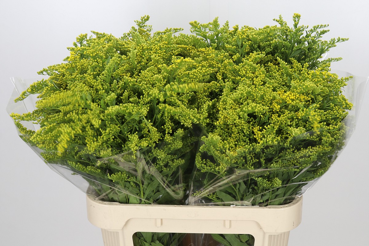 Solidago Golden Glory 80cm 40gram