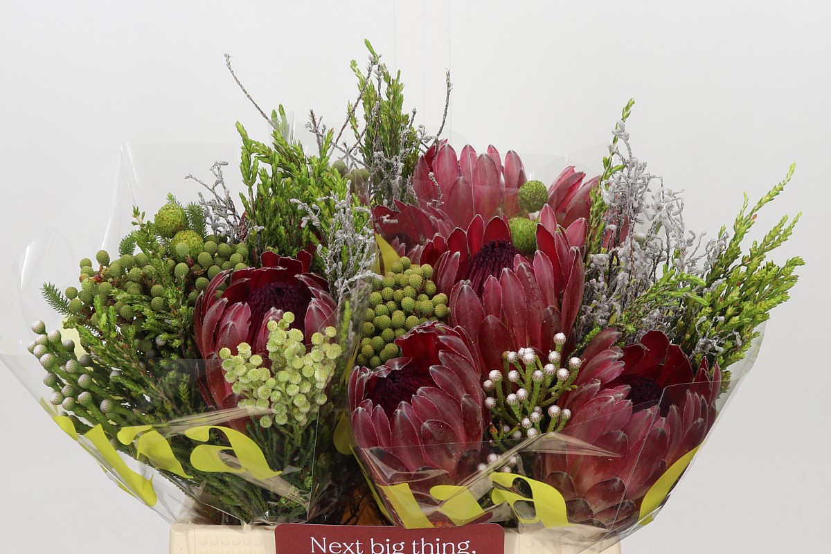 Protea 45cm