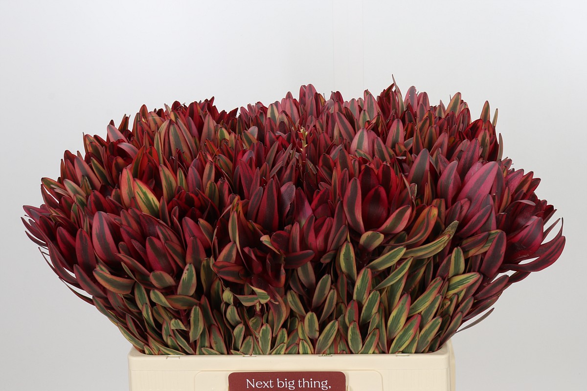 Leucadendron Jester 60cm