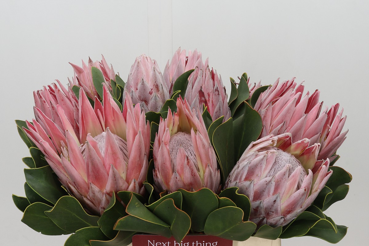 Protea Cynaroides 40cm