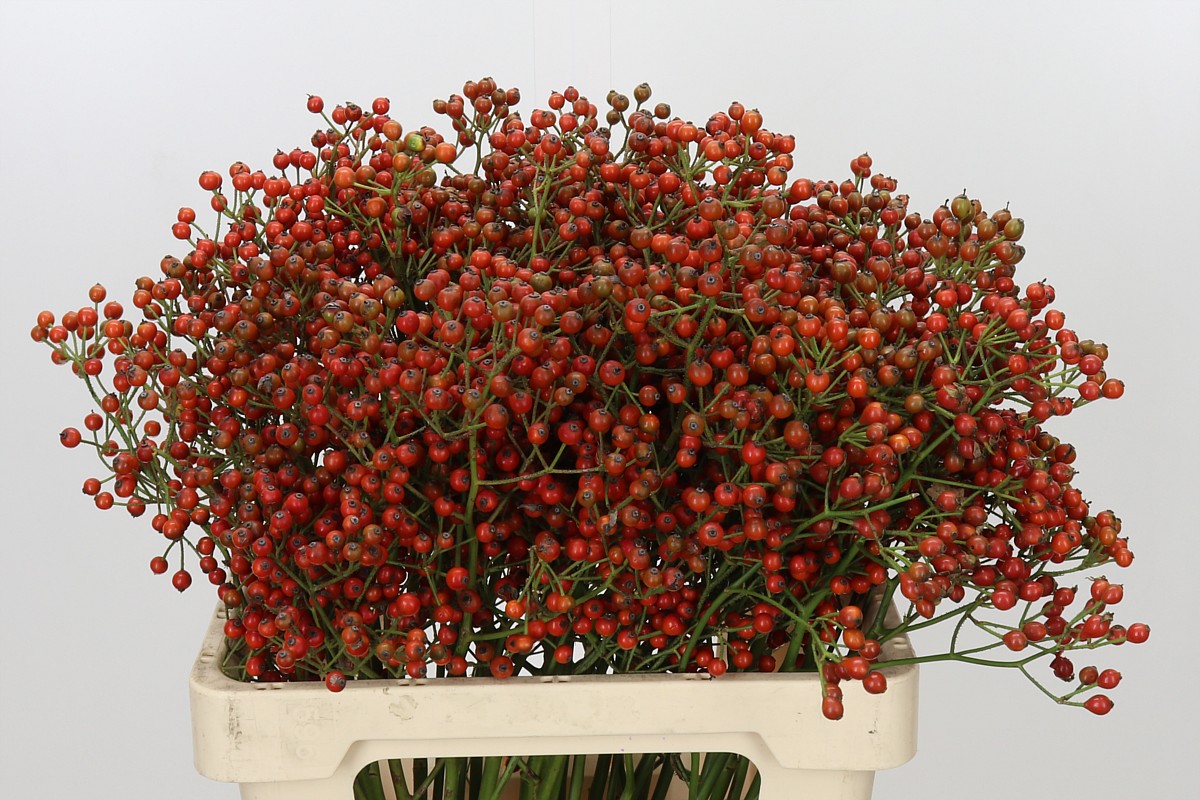 Rosa Aut Rosefruits 60cm