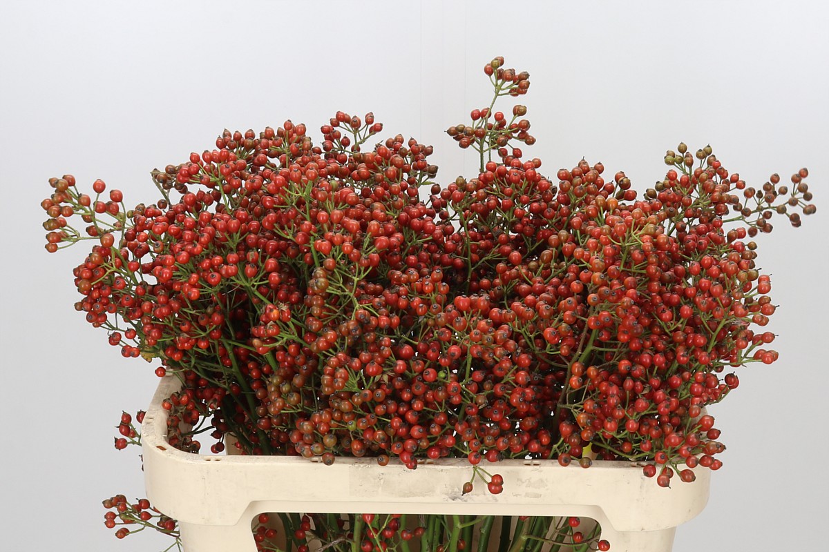 Rosa Aut Rosefruits 70cm