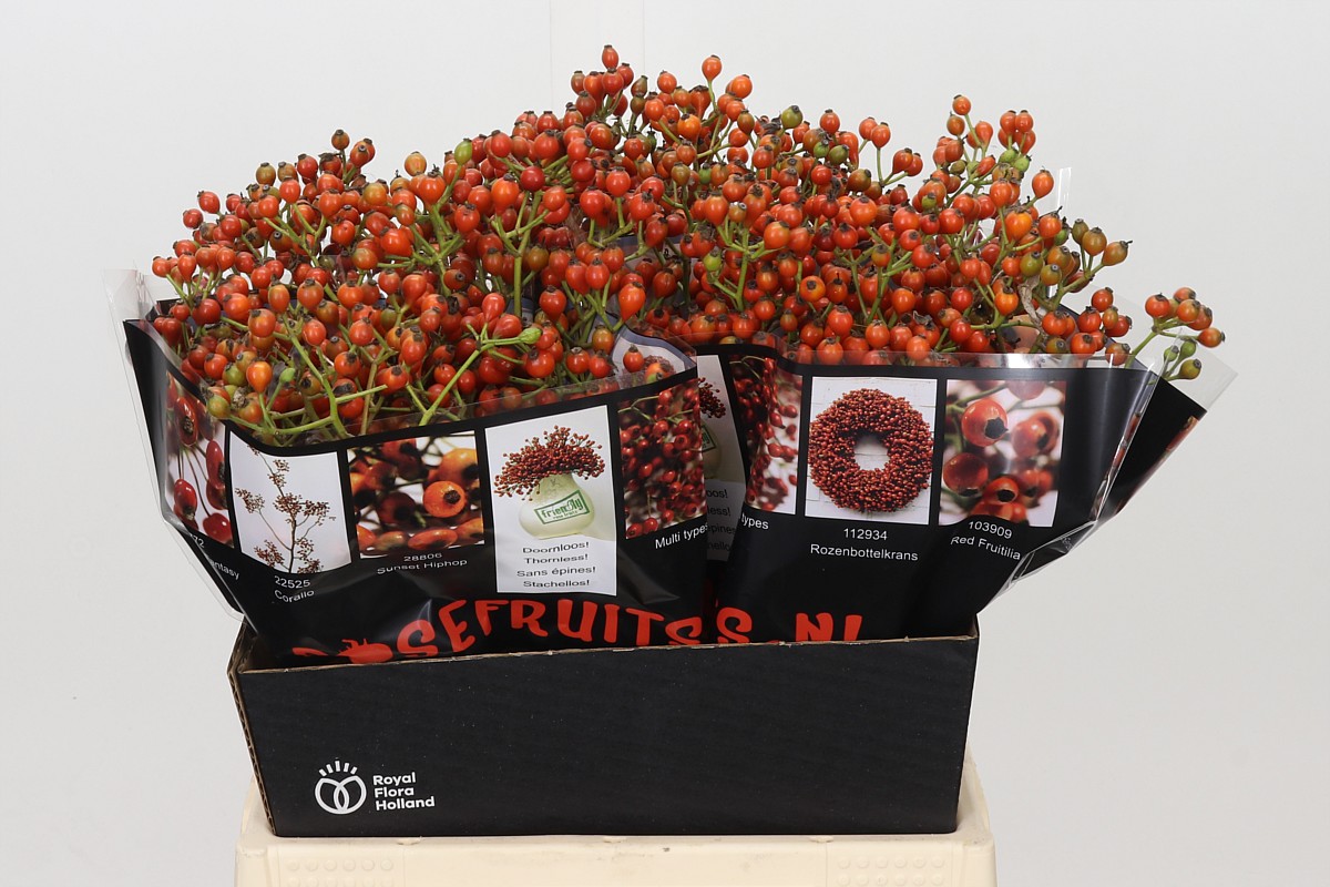 Rosa Aut Rosefruits 45cm