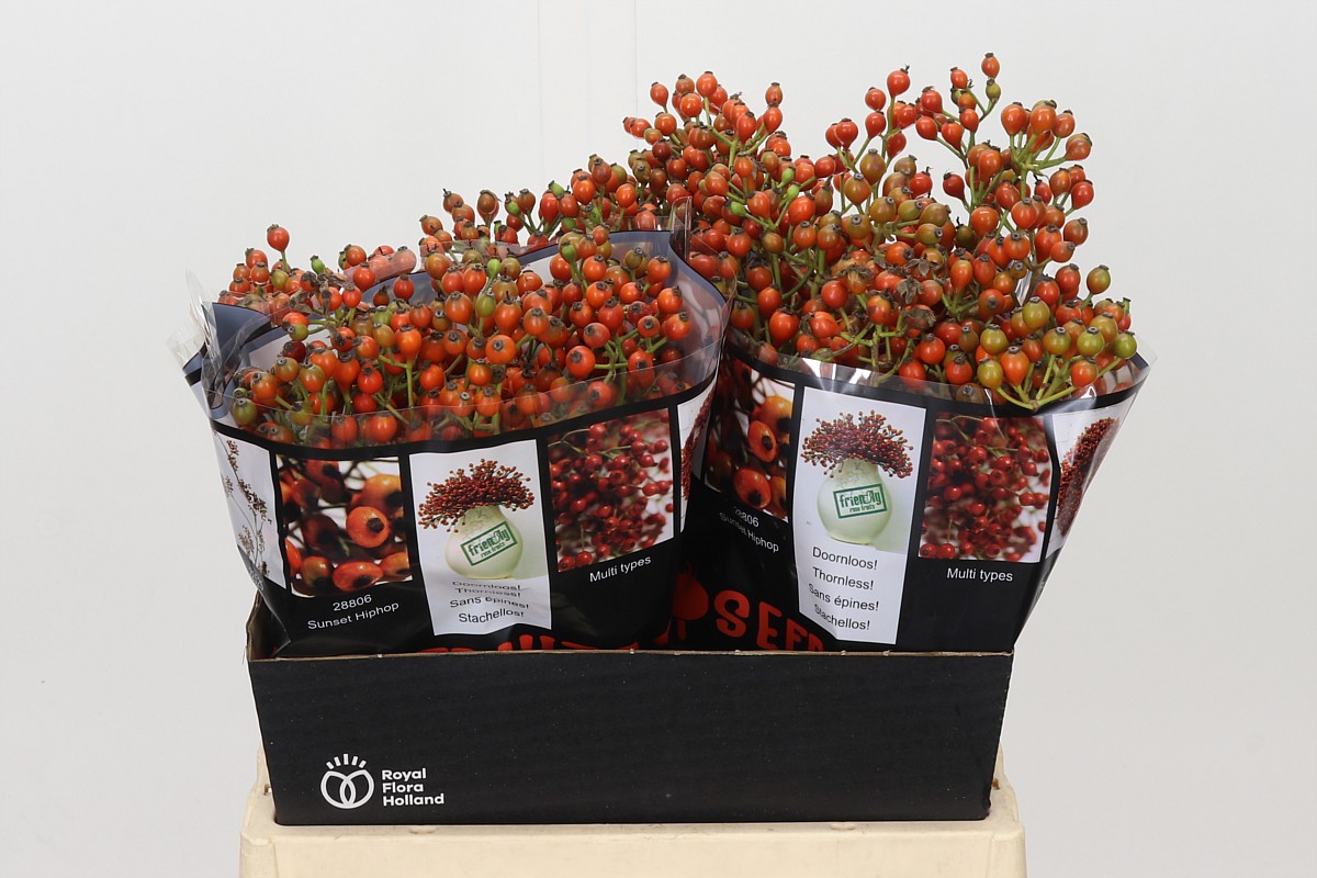 Rosa Aut Rosefruits