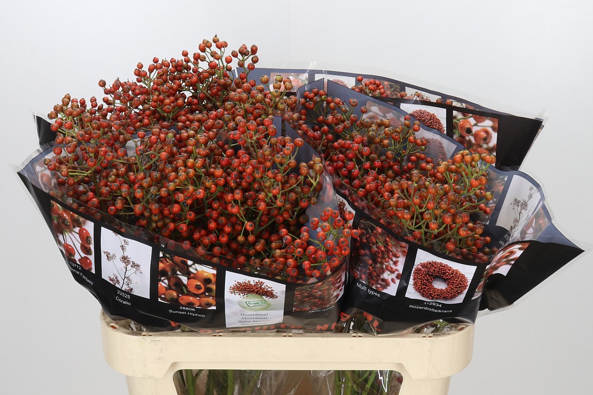 Rosa Aut Rosefruits 80cm
