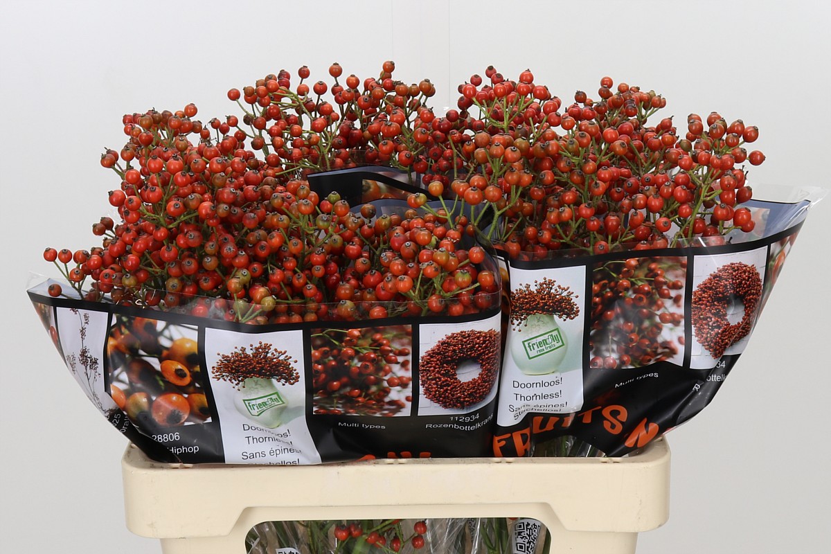 Rosa Aut Rosefruits 60cm
