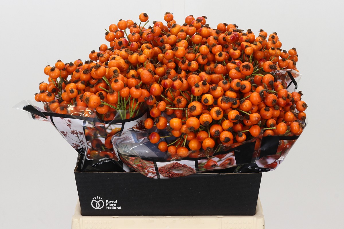 Rosa Hiphop Sunset 45cm 40gram