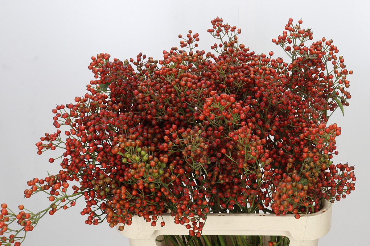 Rosa Aut Rosefruits 80cm