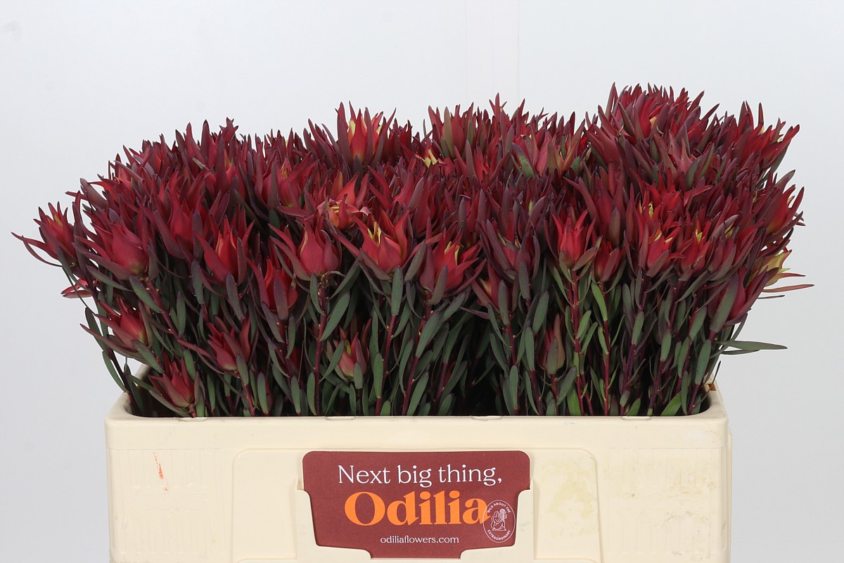 Leucadendron Sal Blush 50cm