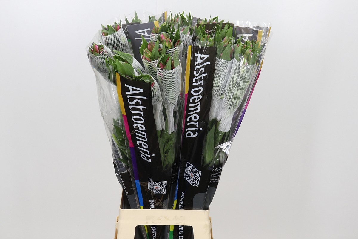 Alstr Avianna 80cm 50gram