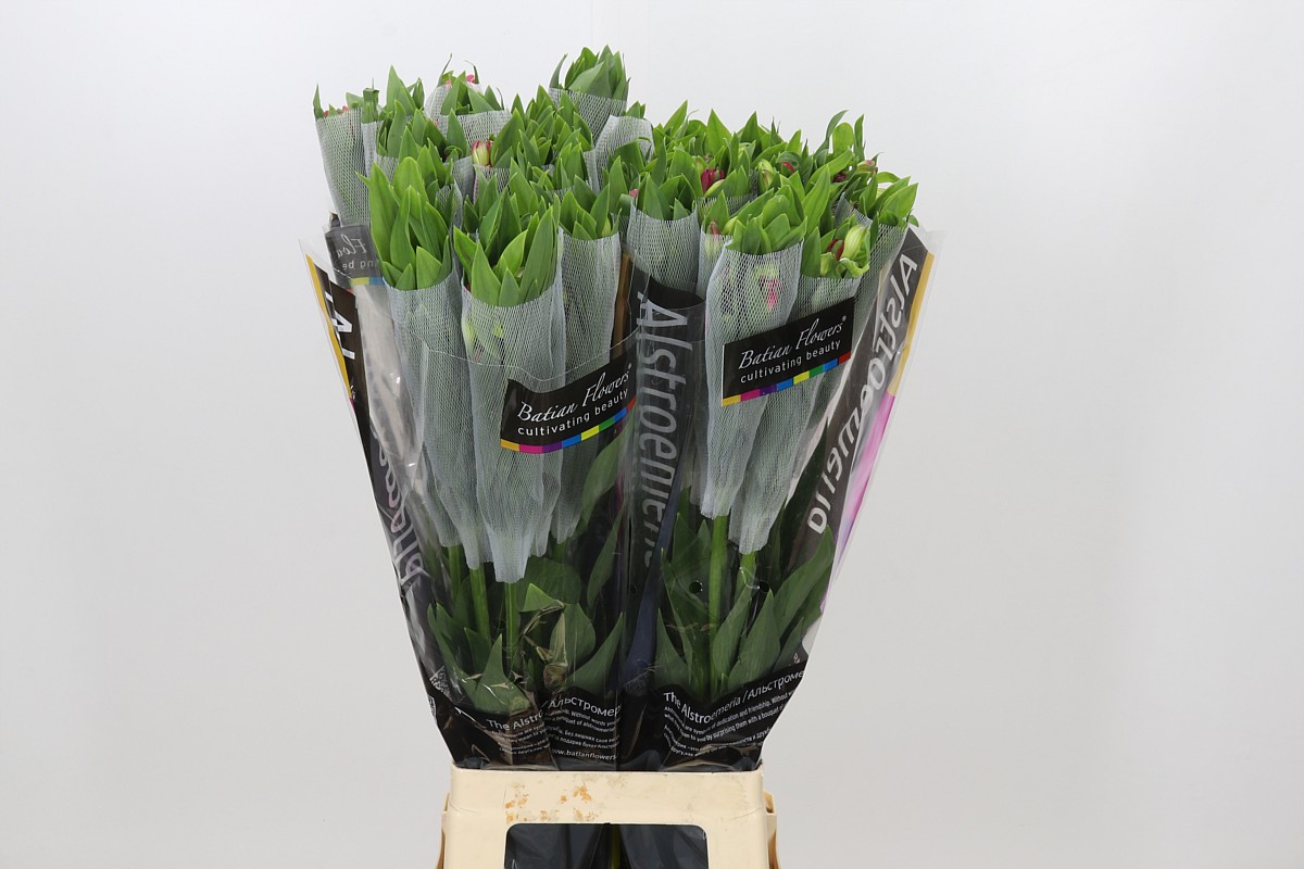 Alstr Florinca Noa 80cm 50gram