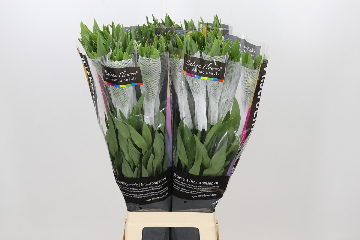 Alstr Polar 80cm 50gram