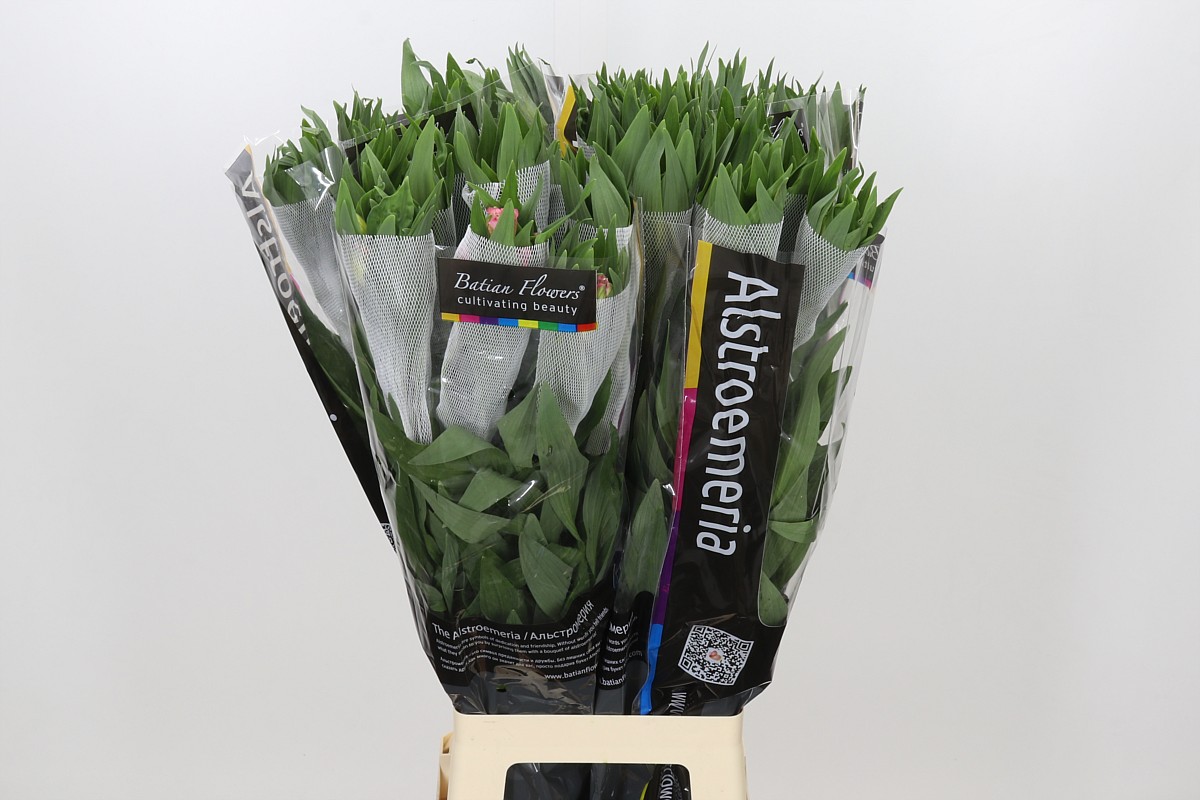 Alstr Primadonna 80cm 50gram