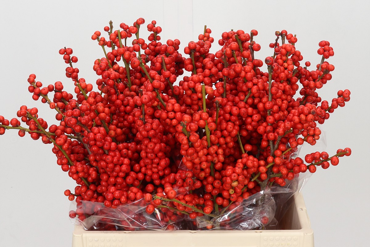 Ilex Verticlilata 40cm