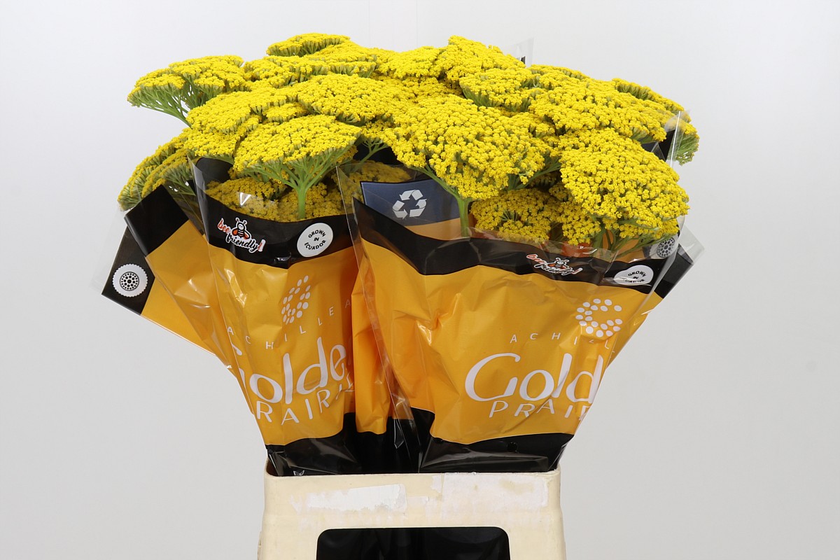 Achillea 70cm