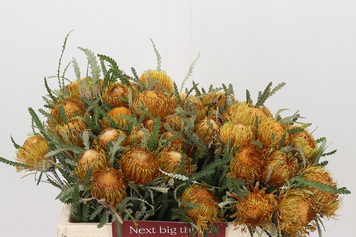 Dryandra Formosa