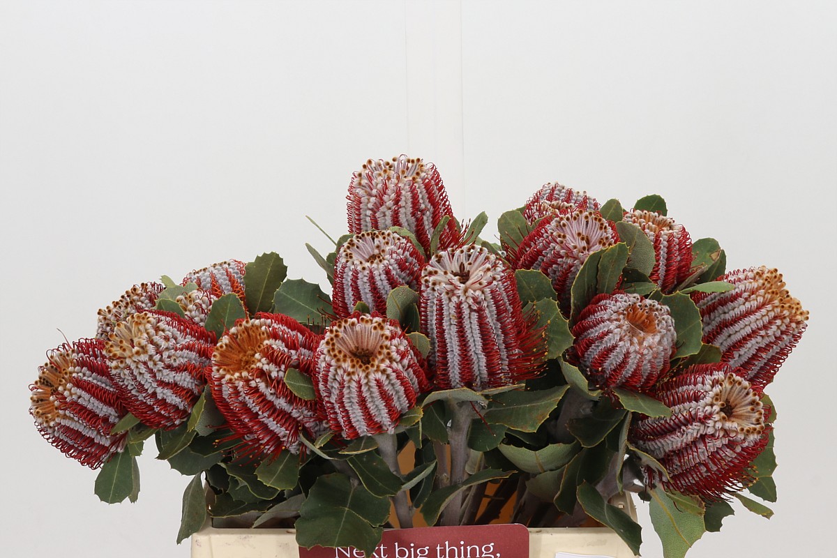 Banksia Coccinea 40cm