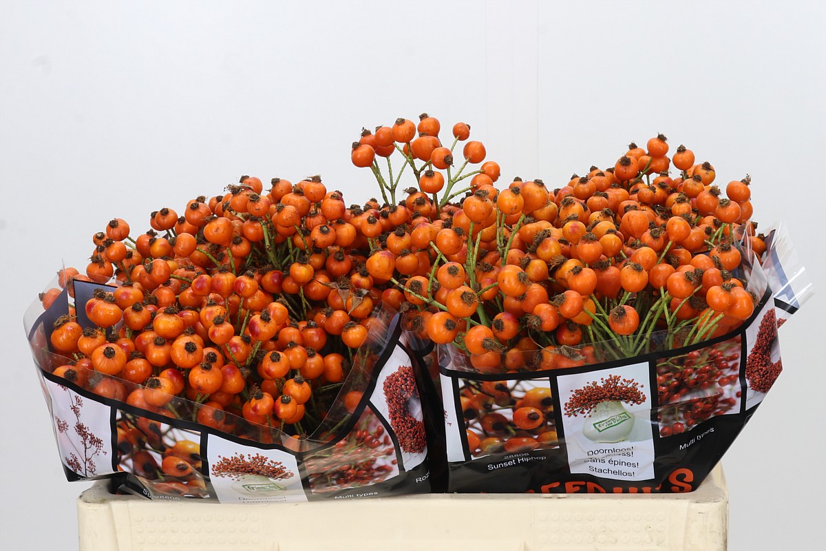 Rosa Hiphop Sunset 50cm 46gram