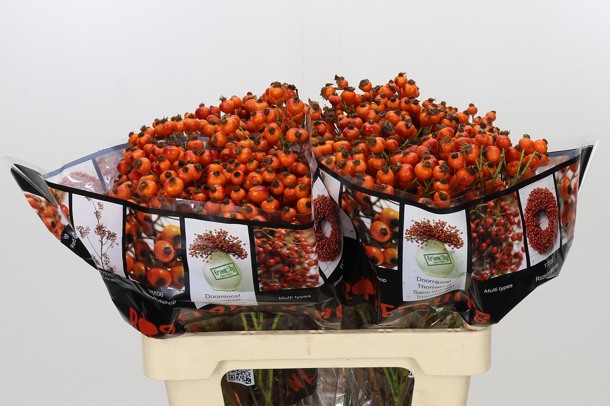 Rosa Hiphop Sunset 60cm 68gram