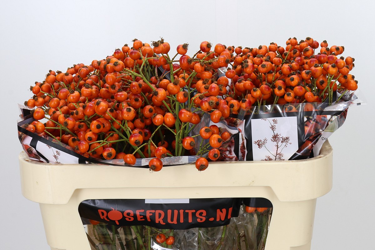 Rosa Hiphop Sunset 70cm 160gram