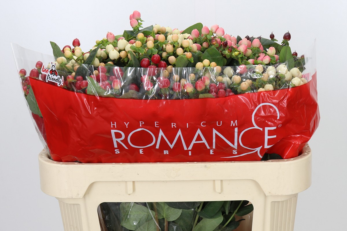 Hypericum Romance Mixed In Bucket 70cm