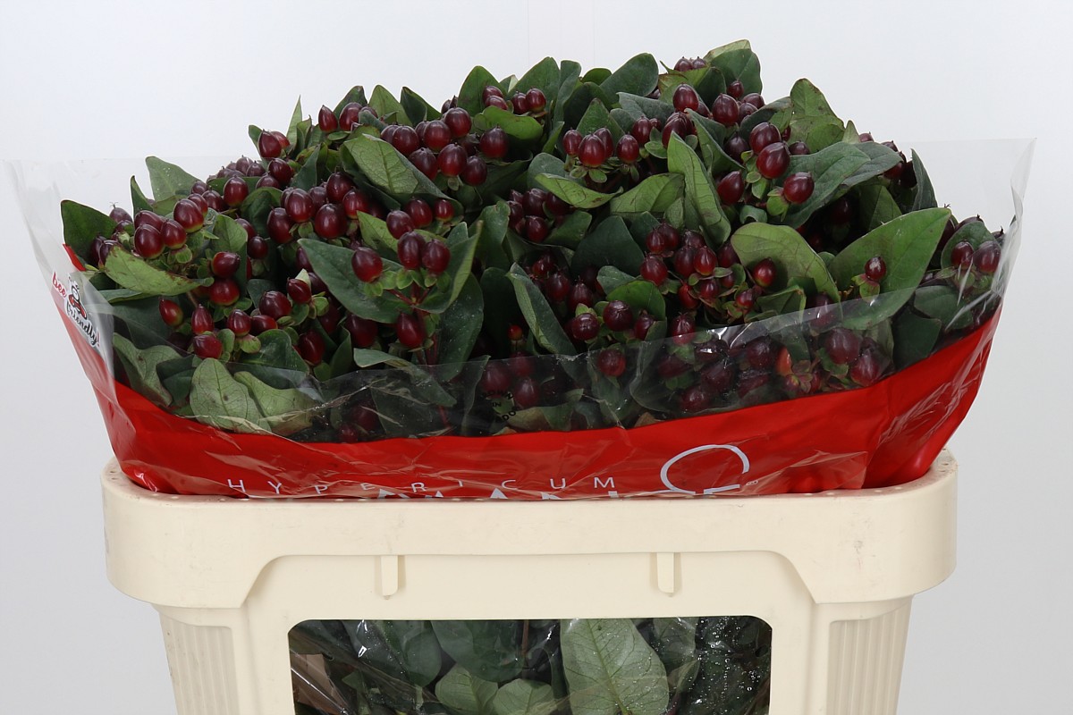 Hypericum Rocky Romance 70cm