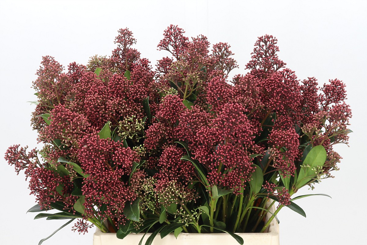 Skimmia Japonica Rubella 40cm